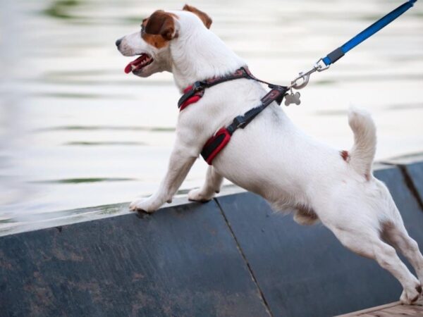 Mejora la experiencia de paseo para tu perro Mejora la experiencia de paseo para tu perro